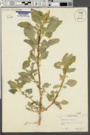 Amaranthus retroflexus image