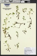 Image of Nemophila pedunculata