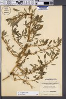 Amaranthus wrightii image