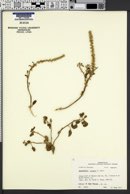 Image of Amaranthus greggii
