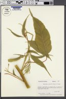 Image of Amaranthus australis