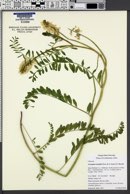 Image of Astragalus nuttallii