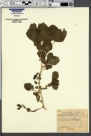 Amaranthus blitum subsp. oleraceus image