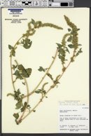 Amaranthus watsonii image