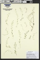 Image of Castilleja densiflora