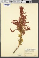 Image of Celosia cristata