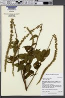 Chamissoa acuminata image