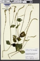 Image of Centrostachys indica