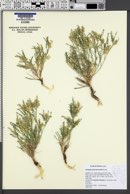 Image of Astragalus johannis-howellii