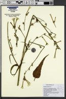 Image of Nicotiana acuminata
