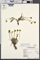Eriogonum brevicaule var. caelitum image