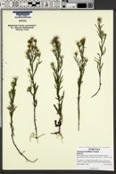 Symphyotrichum ericoides image