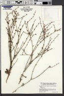 Image of Eriogonum roseum