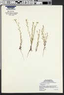 Image of Cryptantha nemaclada