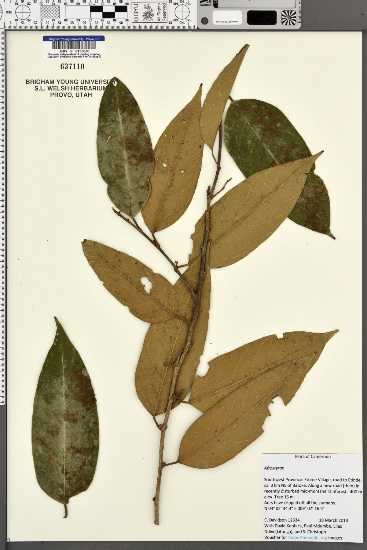 Huaceae image