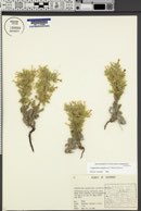 Cryptantha longiflora image
