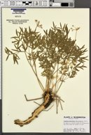 Image of Lomatium brandegeei