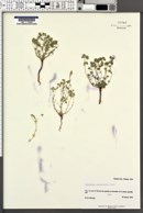 Cryptantha micrantha image