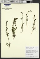Phacelia affinis image