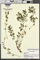 Perityle ambrosiifolia image