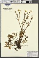Image of Ranunculus californicus