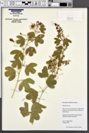 Image of Passiflora affinis
