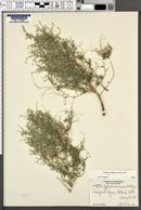 Johnstonella racemosa image