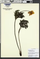 Pulsatilla alpina subsp. apiifolia image
