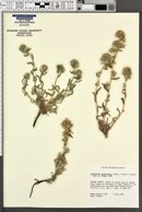 Cryptantha salmonensis image