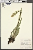 Cryptantha setosissima image