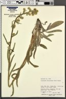 Oreocarya setosissima image