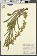 Cryptantha setosissima image