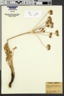 Lomatium nudicaule image