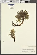 Oreocarya thompsonii image