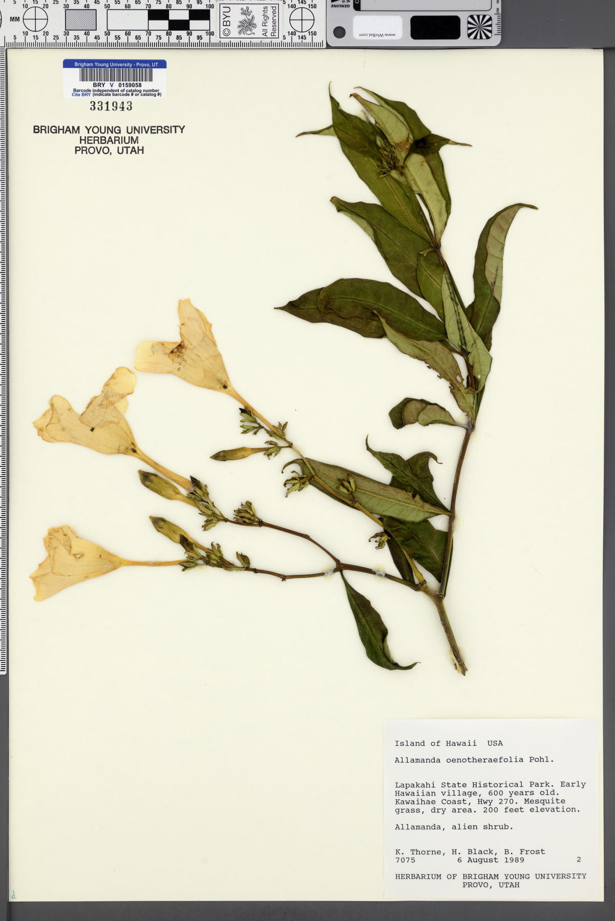 Allamanda oenotherifolia image