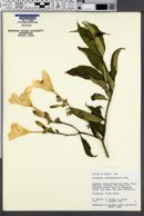 Image of Allamanda oenotherifolia