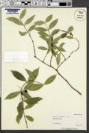 Image of Alyxia oliviformis
