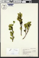 Image of Alyxia buxifolia