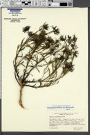 Amsonia tomentosa var. stenophylla image