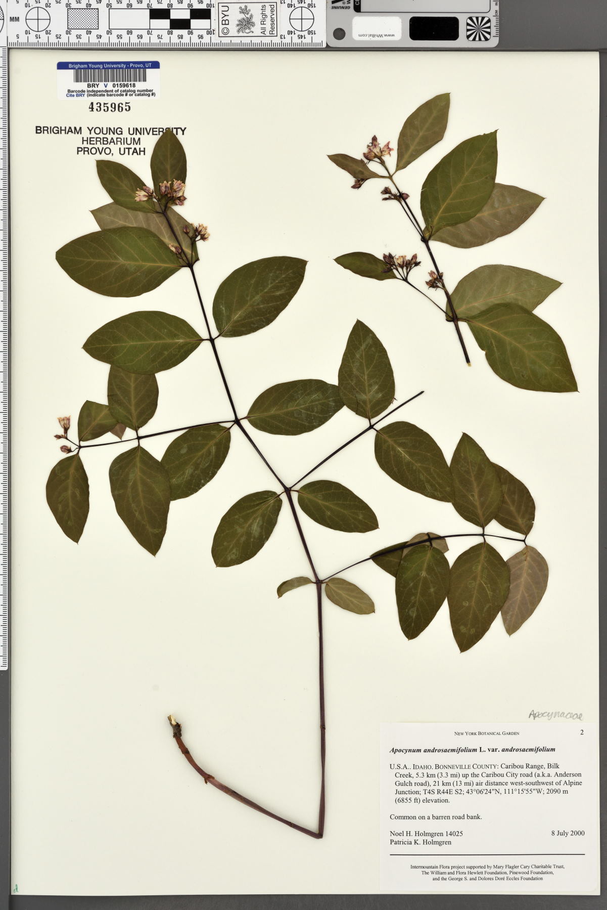Apocynum androsaemifolium var. androsaemifolium image