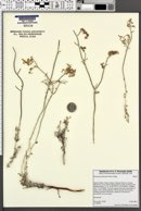 Image of Eriogonum plumatella