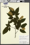 Carpinus japonica image