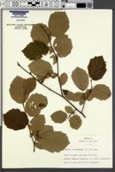 Corylus californica image