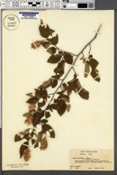 Ostrya virginiana subsp. virginiana image