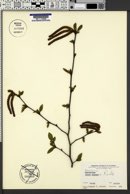 Image of Ostrya japonica