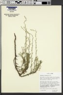 Image of Artemisia tripartita