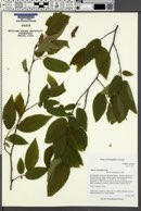 Ostrya carpinifolia image