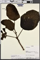 Image of Delostoma integrifolium
