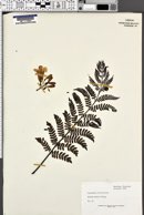 Jacaranda obtusifolia image