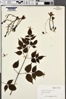 Image of Millingtonia hortensis